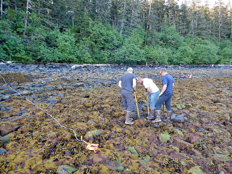 Lingering oil from the Exxon Valdez spill found beneath beach surface decades later