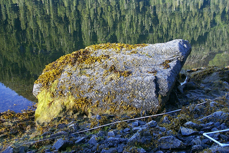 Mearns Rock in Prince William Sound showing long-term environmental damage from Exxon Valdez oil spill