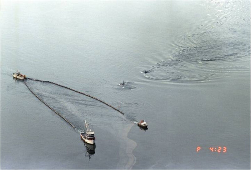 Killer whales swimming near oil skimmer boats during Exxon Valdez cleanup in Prince William Sound