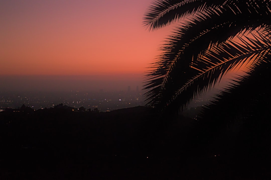 Palm tree silhouette at sunset on the Sunset Strip in Los Angeles