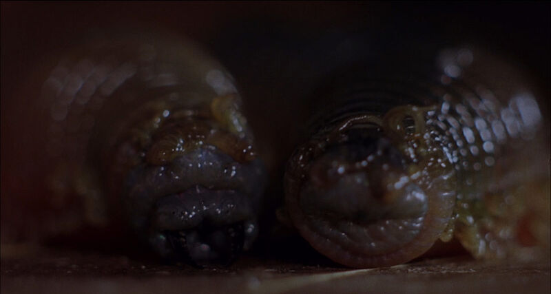 Squirm 1976 movie still from the basement attack sequence