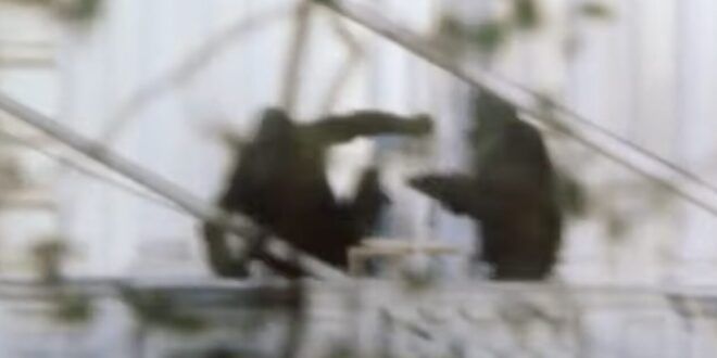 Iranian Embassy siege live television broadcast on UK BBC 1980 Operation Nimrod