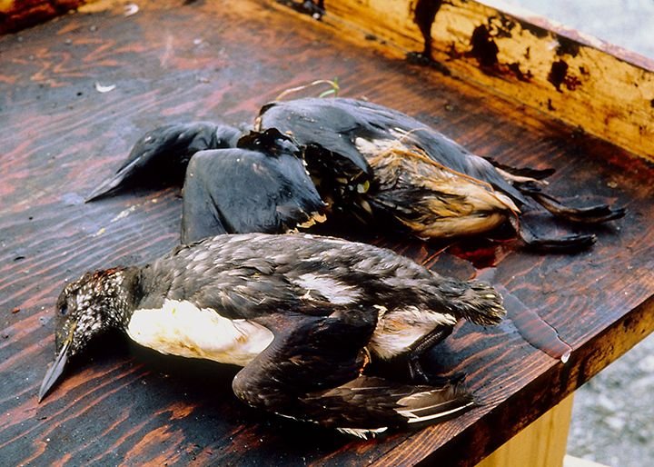 Dead oiled seabirds collected after the Exxon Valdez oil spill in Alaska 1989