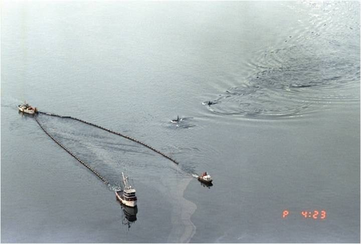 Orcas swimming through oil sheen with skimmer vessels after the Exxon Valdez oil spill