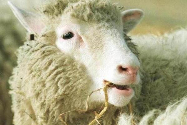 Dolly the sheep eating hay, the first mammal cloned from an adult cell