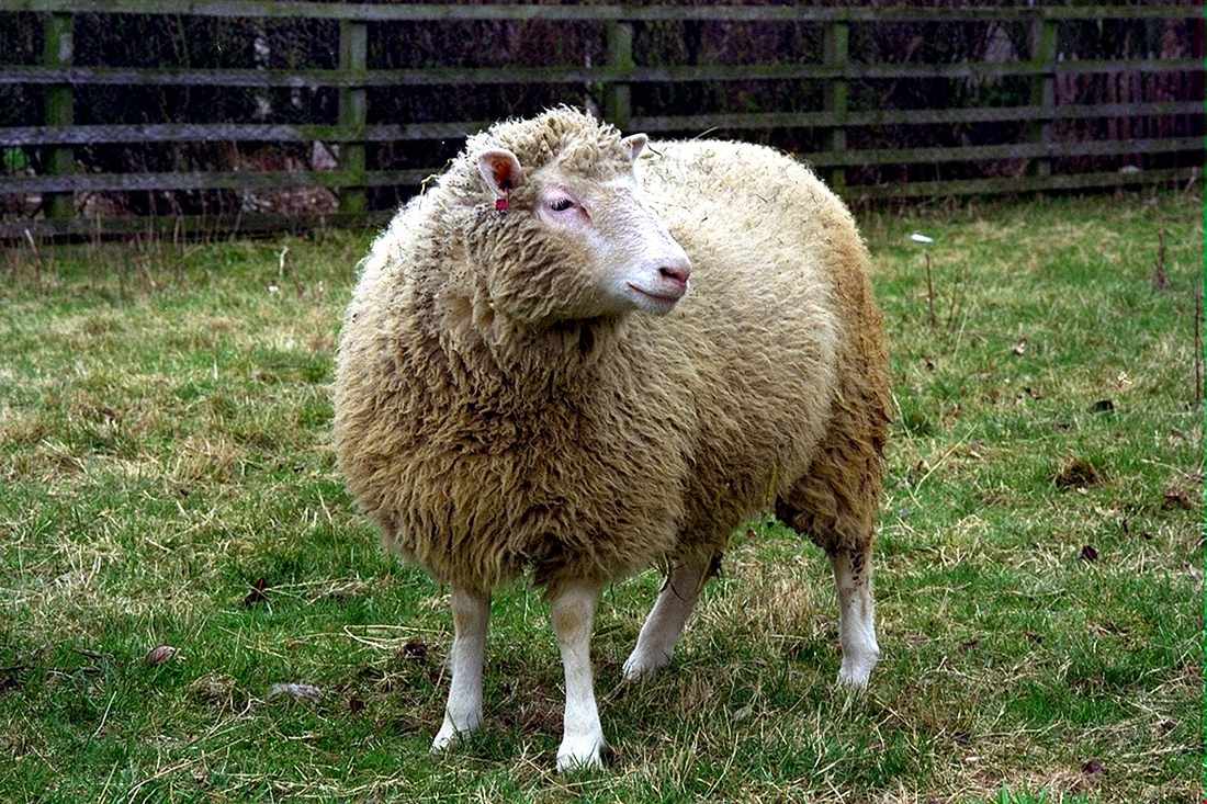 Dolly the sheep, the first mammal cloned from an adult cell, standing in a paddock at the Roslin Institute