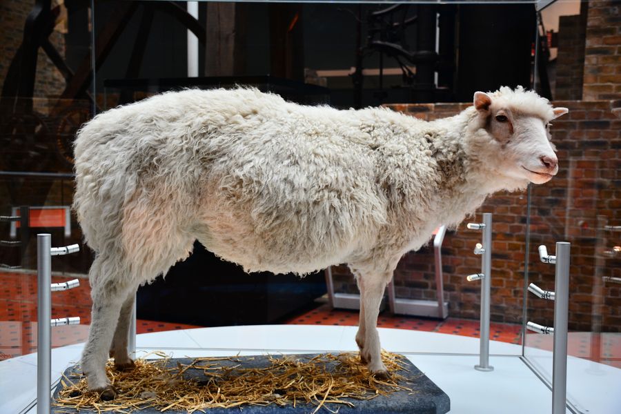 Taxidermied Dolly the sheep on display at the National Museum of Scotland in Edinburgh