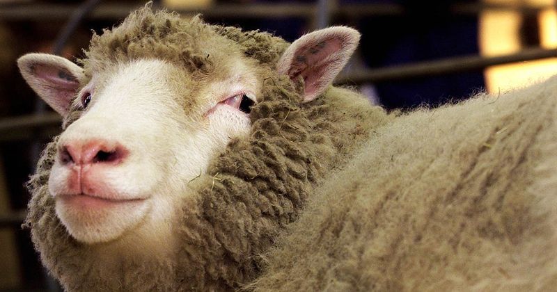 Close-up portrait of Dolly the sheep at the Roslin Institute