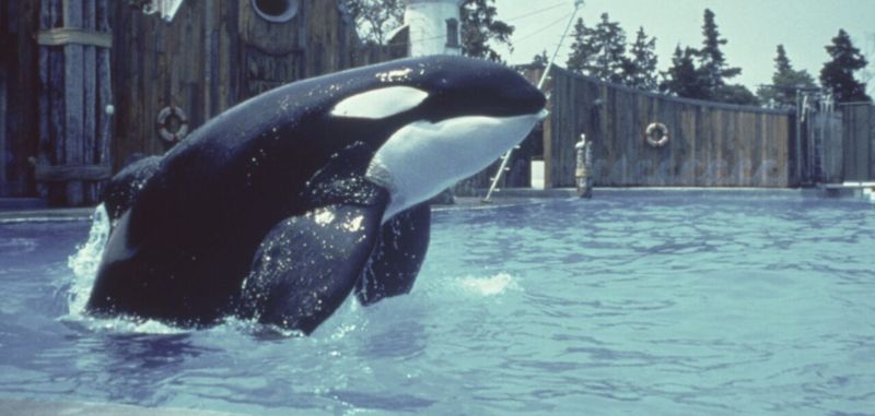 Willy the orca breaching in the amusement park pool in Free Willy 1993