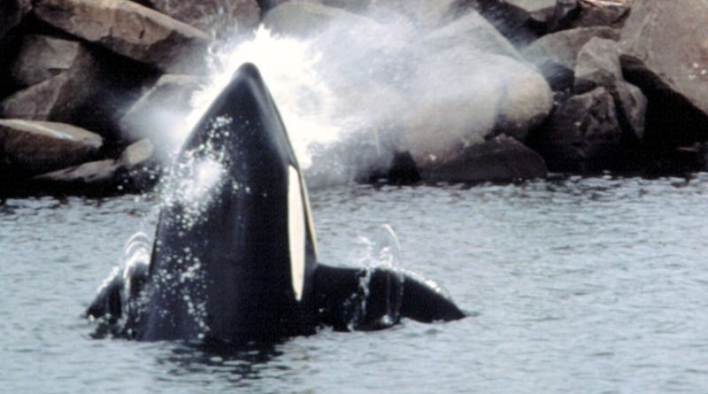 Willy the orca near the rocks before his famous jump in Free Willy
