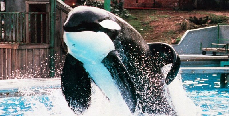 Willy the orca performing in the amusement park pool in Free Willy