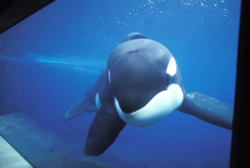 Keiko the real orca who played Willy in Free Willy swimming in his tank