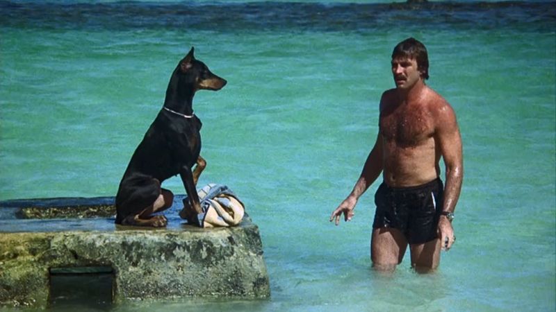 Magnum PI Doberman Zeus Apollo in Hawaii turquoise ocean water
