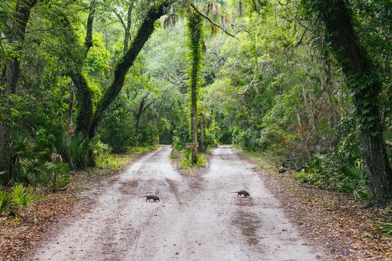 Dirt road through the maritime forest on Cumberland Island Georgia where the Kennedy wedding took place