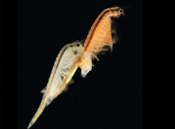 Magnified photo of real Sea-Monkeys brine shrimp swimming, showing what the creatures actually look like